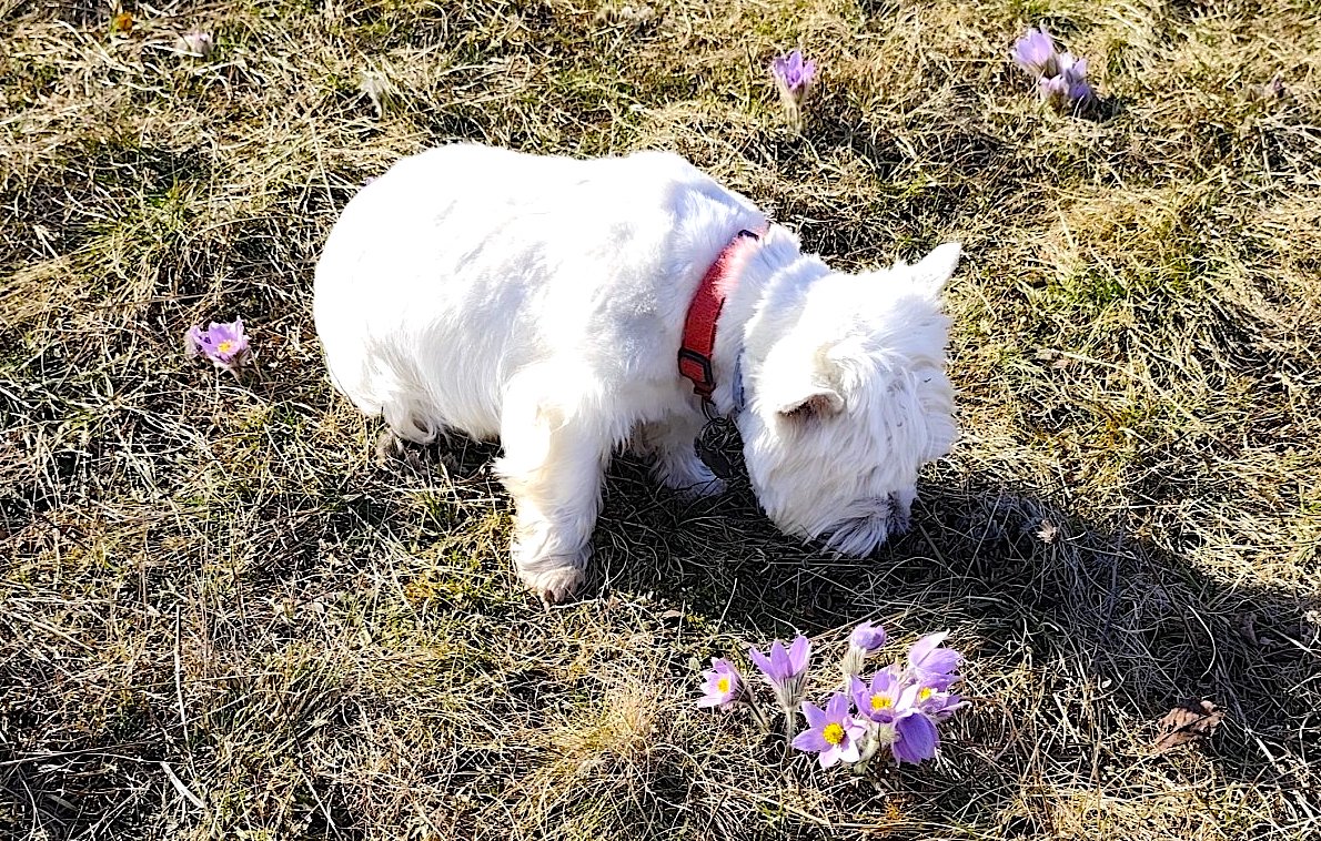 Obrázky z procházky