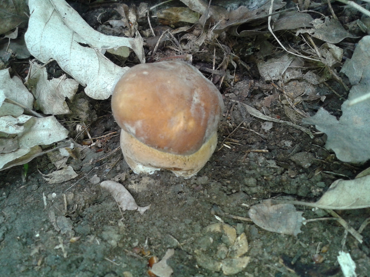 Letos můj první...