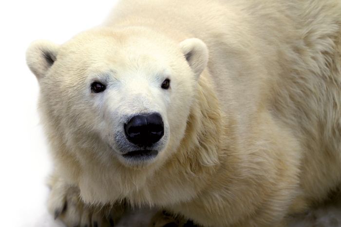 Můj Štědrý den se zvířátky
v pražské ZOO