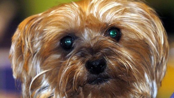 Lidé si nejčastěji pořizují
malé psy, obvykle jorkšíra