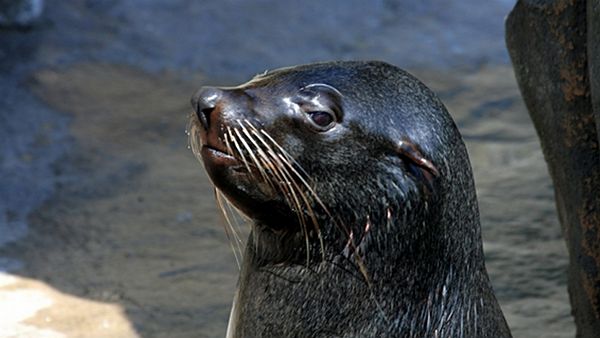 Symboly ničivých povodní v Česku:
Troubky, Metly i lachtan "útěkář"
