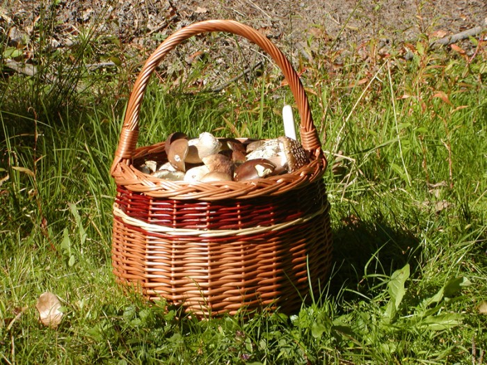 Do konce června prý
přijde vlna růstu hub