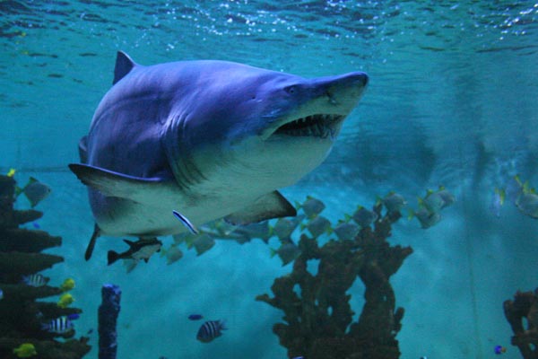 Na nálezu pražraloka
se podíleli čeští vědci