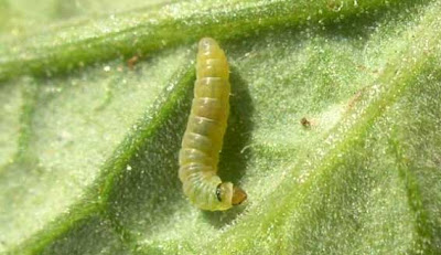 Jihoamerický "zabiják"
rajčat je&nbsp;v Česku