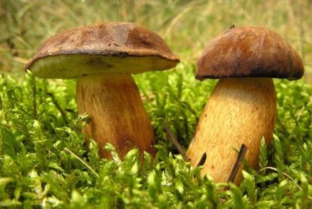 Houbařům začínají žně,
především v Čechách