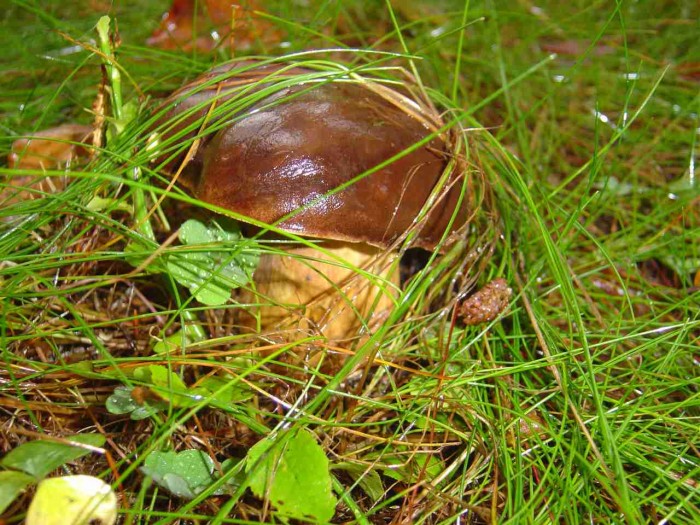 Vrchol houbařské
sezóny teprve přijde