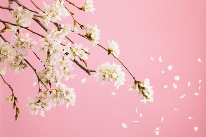 Barborky nejsou jenom
pro vdavekchtivé dívky