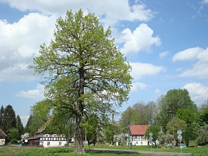 O Evropský strom roku
soutěží Dub ochránce