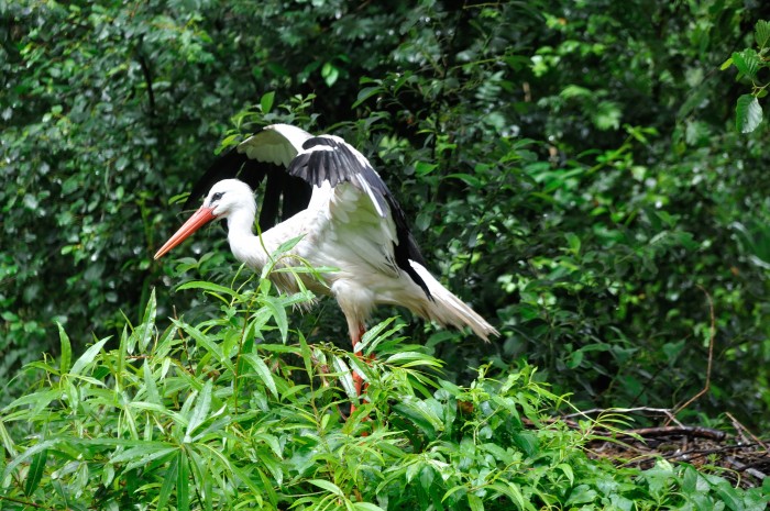 Ptákem letošního
roku je čáp