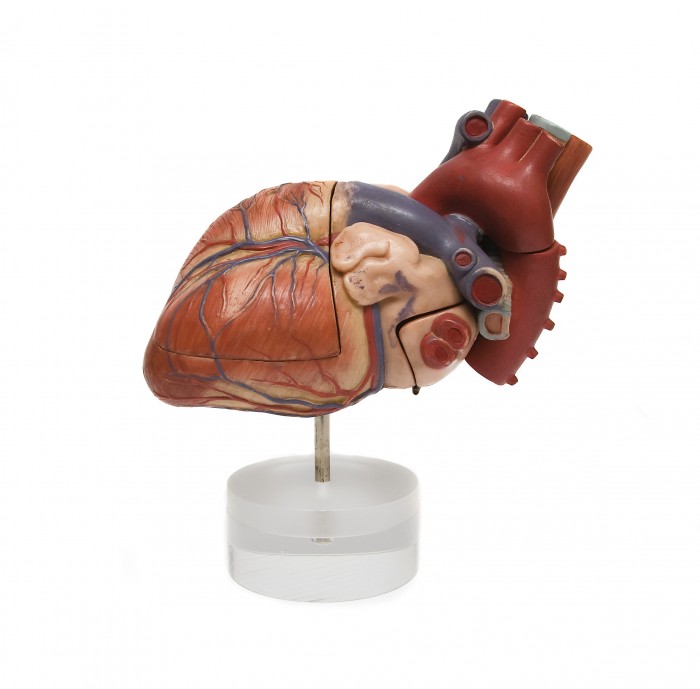 Homolka začala operovat
srdce unikátní metodou