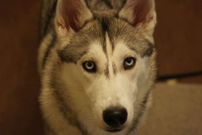 Do českých lesů se
po sto letech vracejí vlci