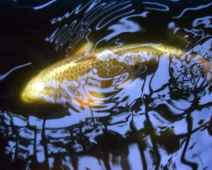 Sucho ztěžuje start
rybářské sezony