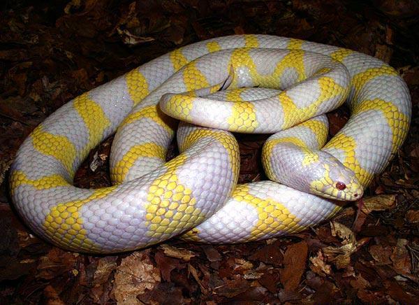 Gran Canaria bojuje
proti invazi hadů