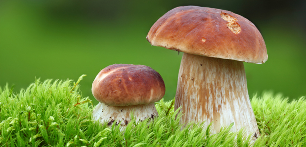 Na houby! Rostou
jako dlouho ne