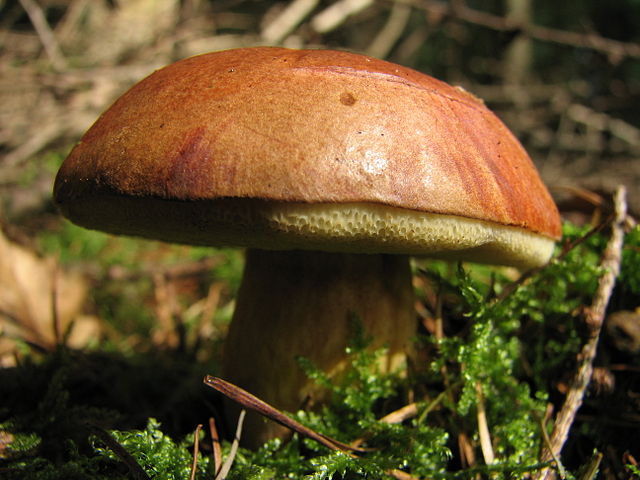 Vyrazit na houby
se&nbsp;stále vyplatí