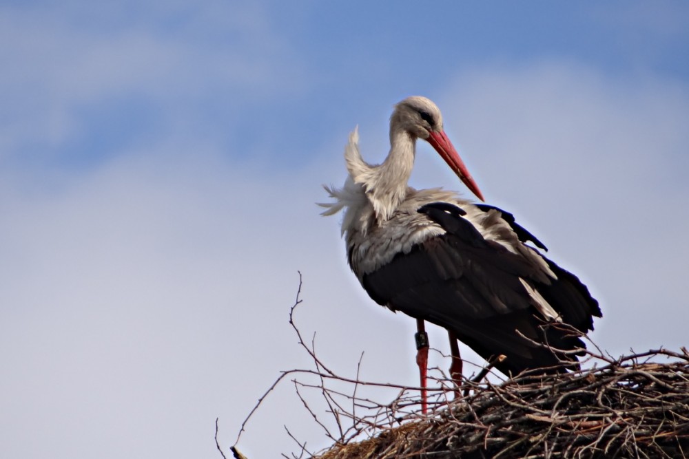 Jarní fotopříběh: Doma,
na staré pekárně