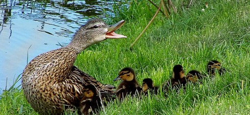 Soutěž Vtipnější vyhrává: 
Miliónový chlapeček 