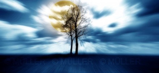 O auře stromů aneb Z knihy
Štěstěnky z Méčné dráhy