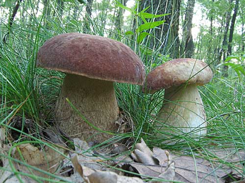 Houbám se stále nedaří,
chybějí vydatnější srážky