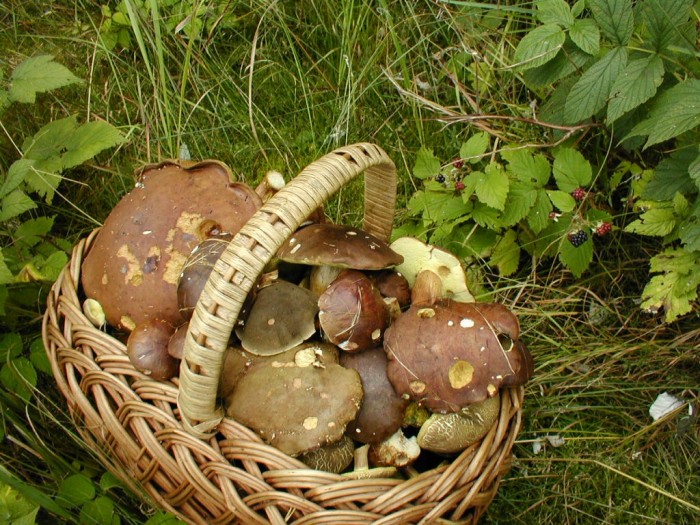 Houbaři se dočkali:
invaze hřibů začíná