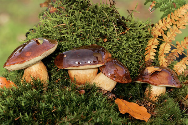 Rostou všechny druhy hub,
nejvíce v jižních Čechách