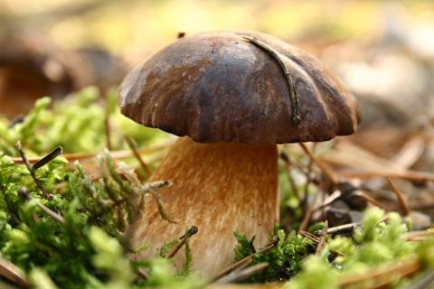 Houby přestaly růst,
je moc velké sucho