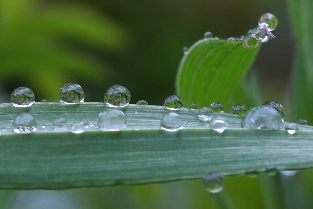 Kapky deště
v&nbsp;pozdním létě