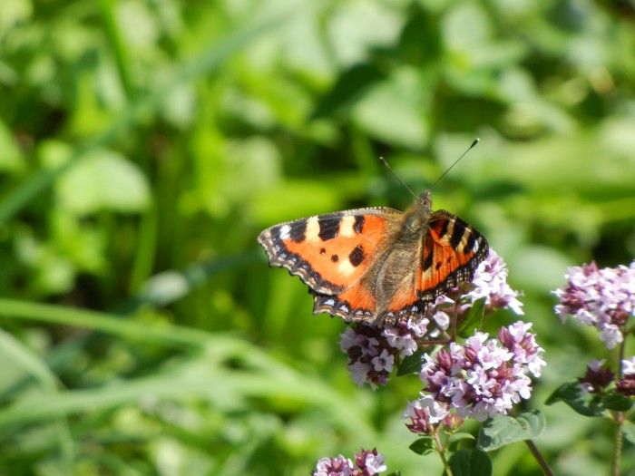 Jsou motýli poslové
mezi nebem a zemí?