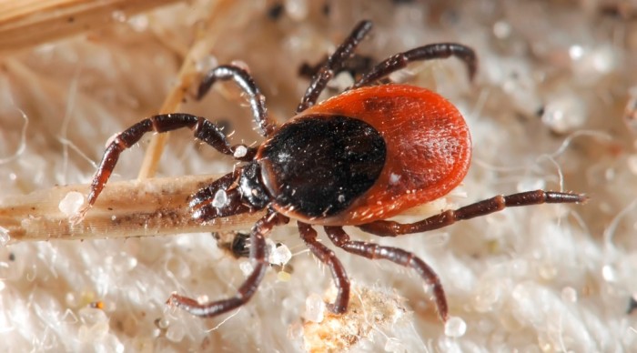 Zlaté časy pro klíšťata?
Ano, právě v těchto dnech!