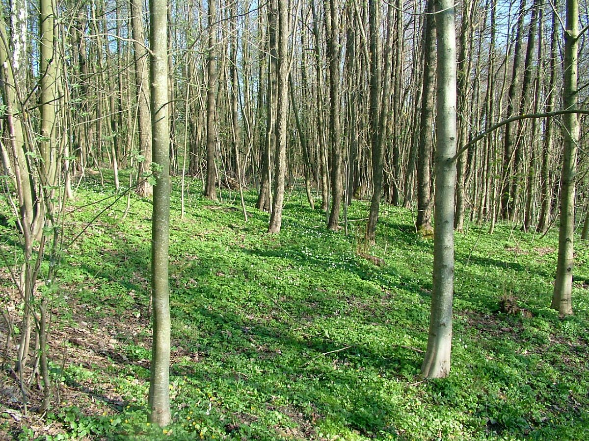 o Velikonocích
