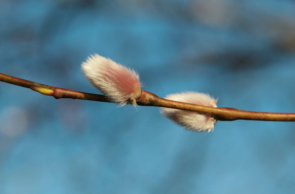 Jaro je tady, ale
potom se ochladí