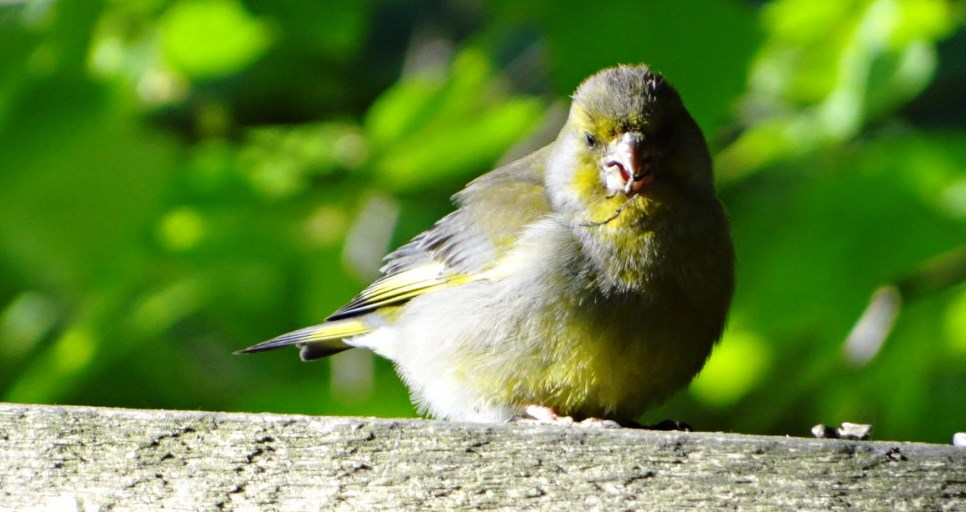 Květen je měsíc zrození  