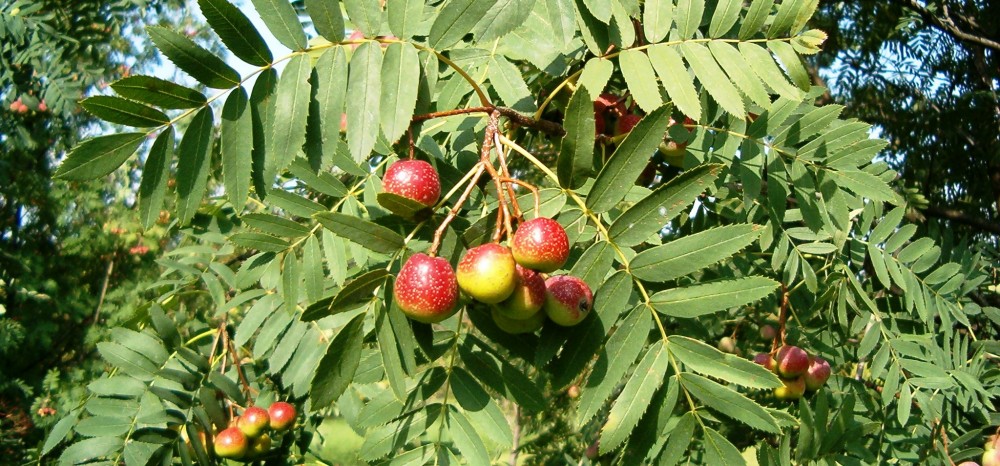 Říká vám něco
slovo oskeruše?