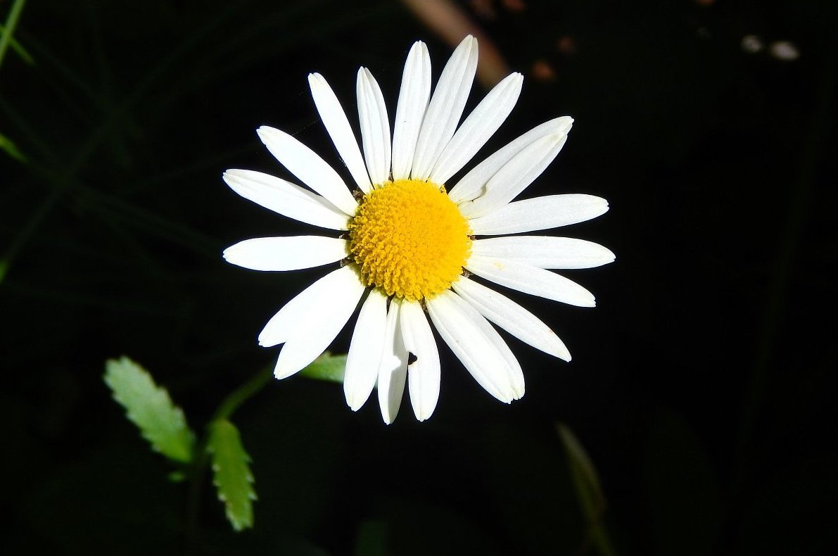 Vážený pane Poláku, co jste mi to udělal?