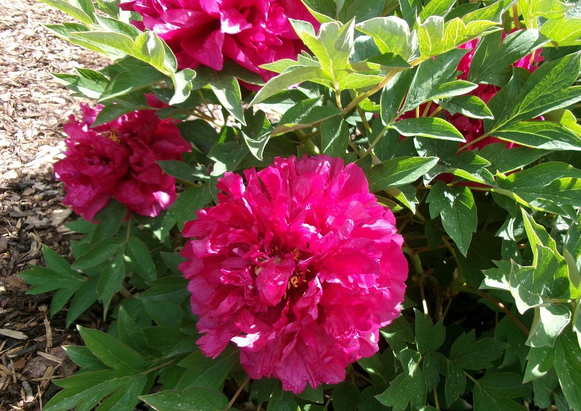 Pivoňky v Botanické zahradě v Troji