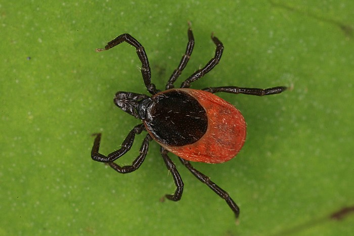 Česko má smutný primát 
v zákeřné klíšťové encefalitidě