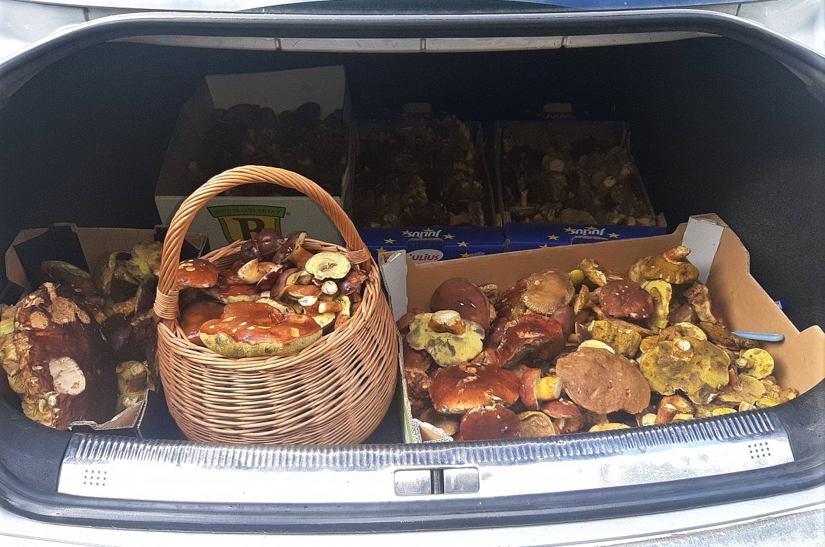 Šokující sběr hub plný nástrah a fyzického utrpení