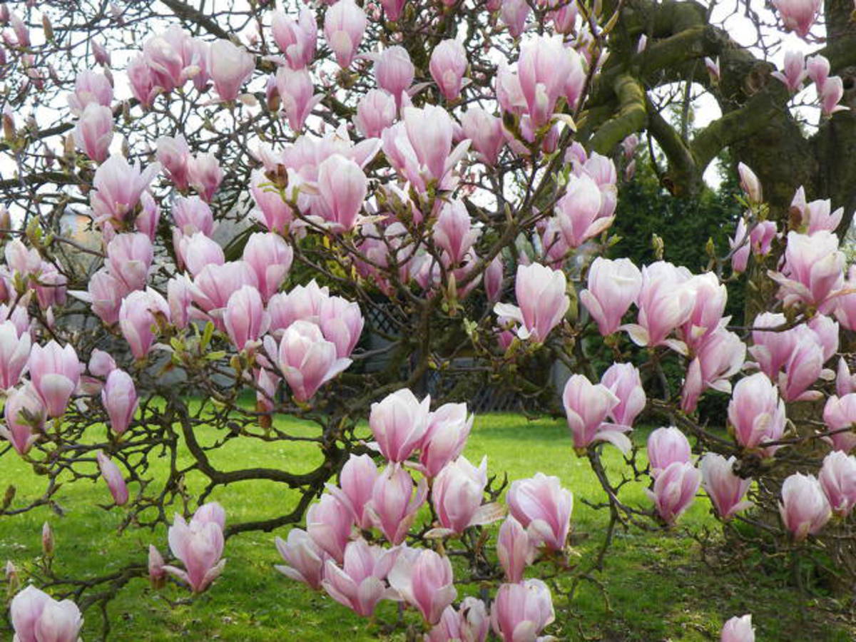 Magnólie