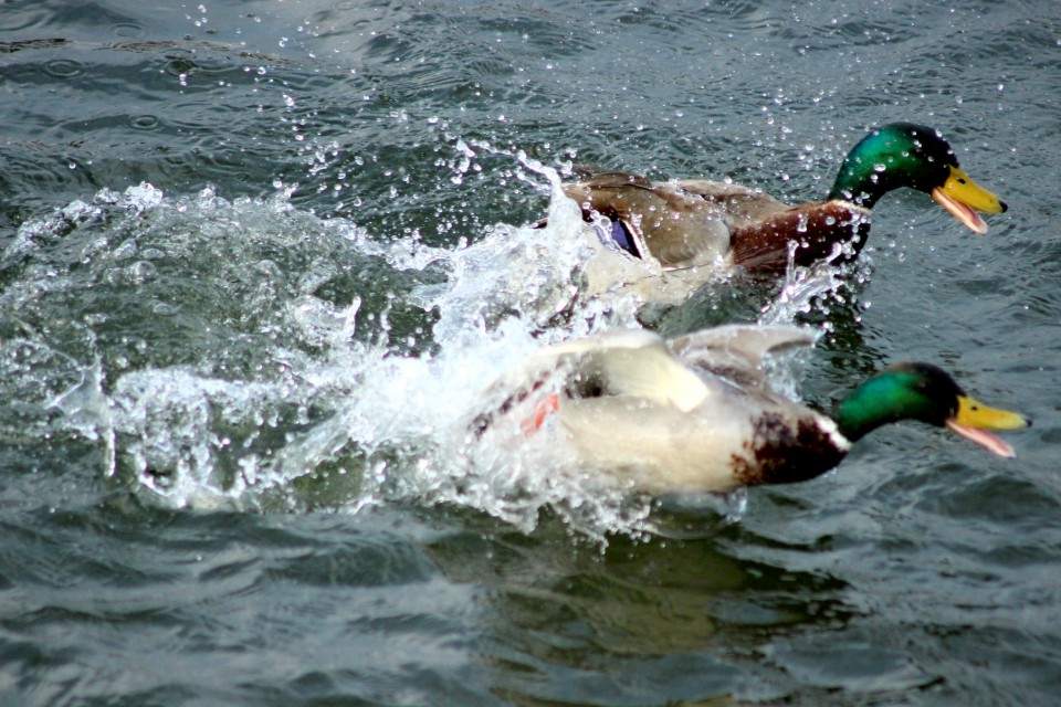 Ledové hrátky aneb 
Ornitolog amatér