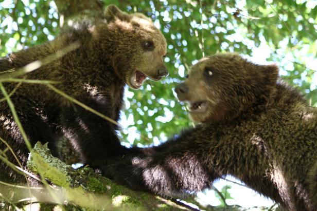 Na hrad Točník se opět
vracejí oblíbení medvědi