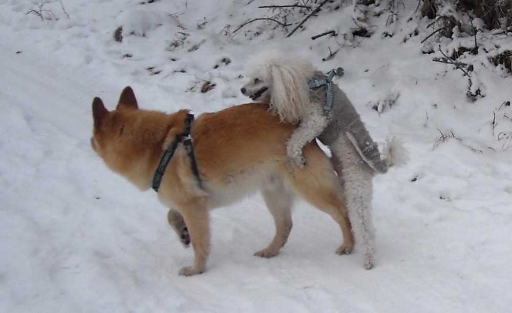 Vtipnější vyhrává: Láska je láska 
aneb Když chodí pejsci s pejskama