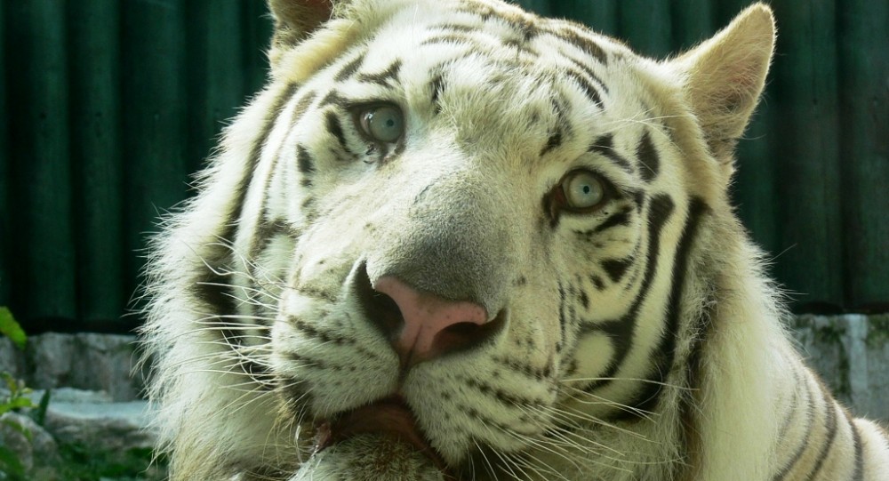 ZOO Liberec zve návštěvníky
na komentované prohlídky