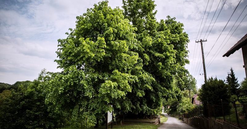 Stromem roku 2015 se stala
lípa z Tatobit na Semilsku