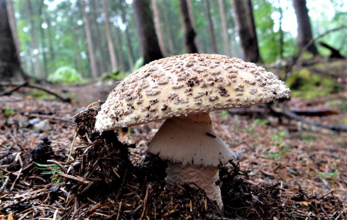 Čas hojnosti, čas sběru hub