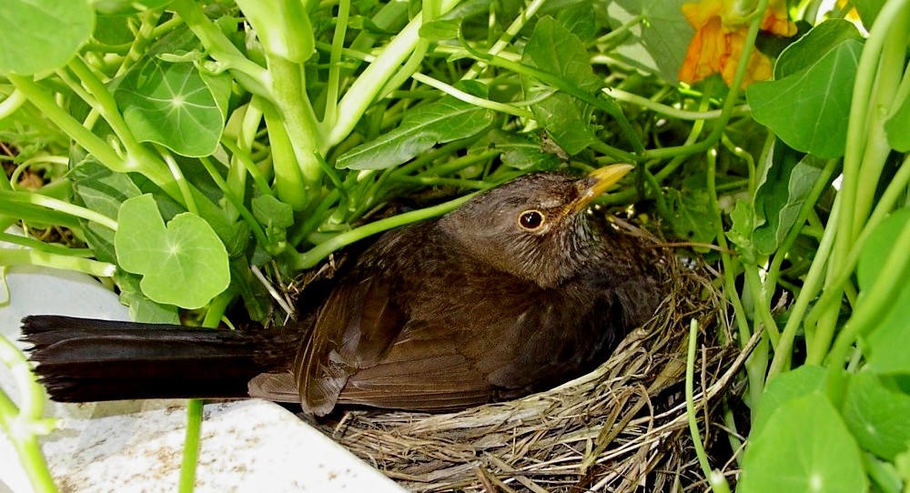 Můj fotopříběh: 
Kosáčci na balkoně
