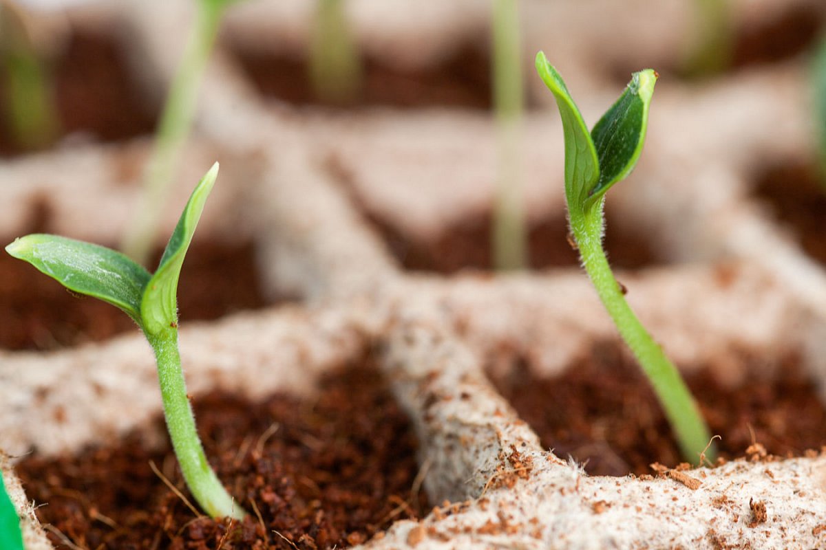 Pěstování v souladu s přírodou