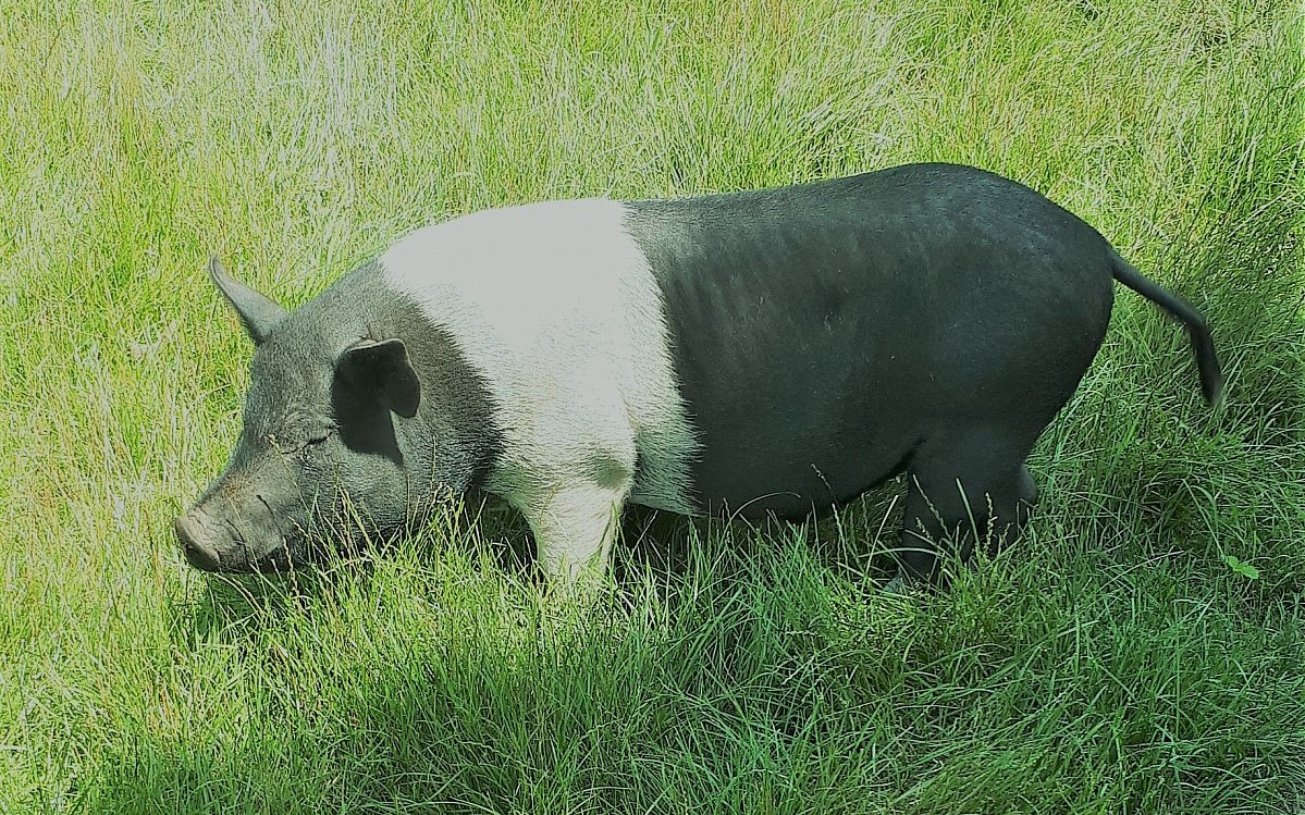 Pohádka o zeleném prasátku