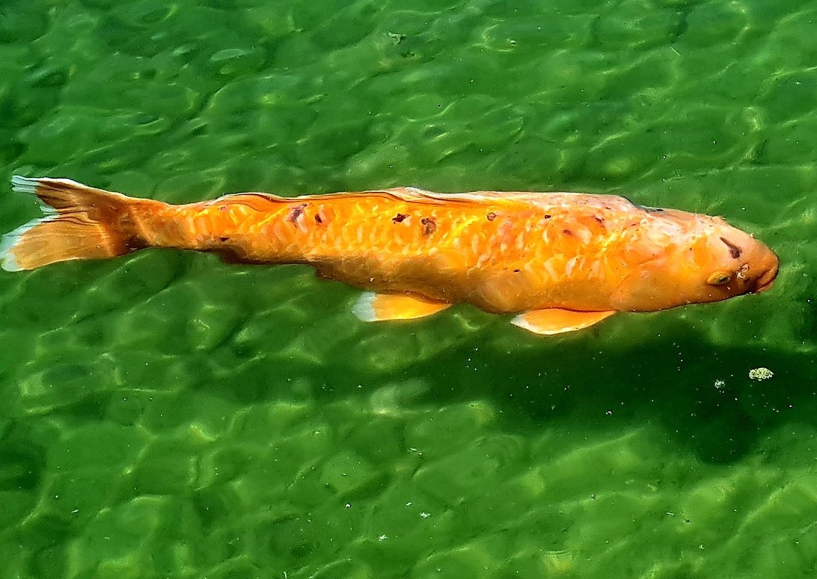 O zlaté rybce z Dolní Horní