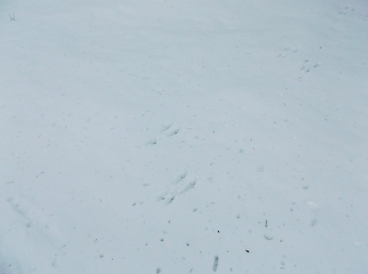 Poznáte, kdo tudy běžel?