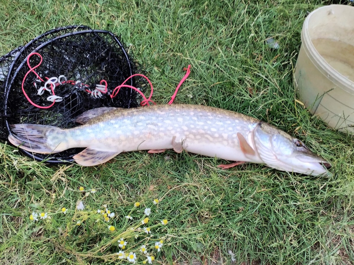 Vystříbřené léto